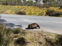9. Reisetag – Tasmanien – Cradle Mountain-Lake St Clair National Park – Wanderung zum Crater Lake – Wombats