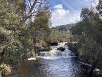 9. Reisetag – Tasmanien – Cradle Mountain-Lake St Clair National Park – Enchanted Walk