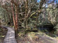 9. Reisetag – Tasmanien – Cradle Mountain-Lake St Clair National Park – Enchanted Walk