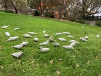 18. Reisetag – Stadtrundfahrt in Sydney – Gelbhaubenkakadus