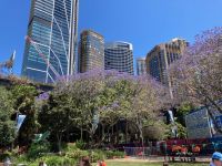 19. Reisetag – Freizeit in Sydney – Jacaranda-Bäume