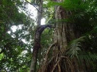 Australien - Cairns - Ausflug nach Kuranda - Barron Gorge