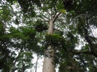 Australien - Cairns - Ausflug nach Kuranda - Barron Gorge