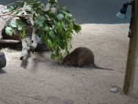 Kuranda - Australien 