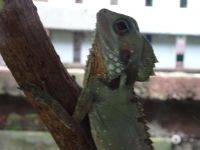 Kuranda - Australien 