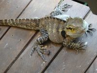 Kuranda - Australien 