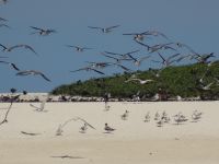 Australien - Great Barrier Reef  - Green Island