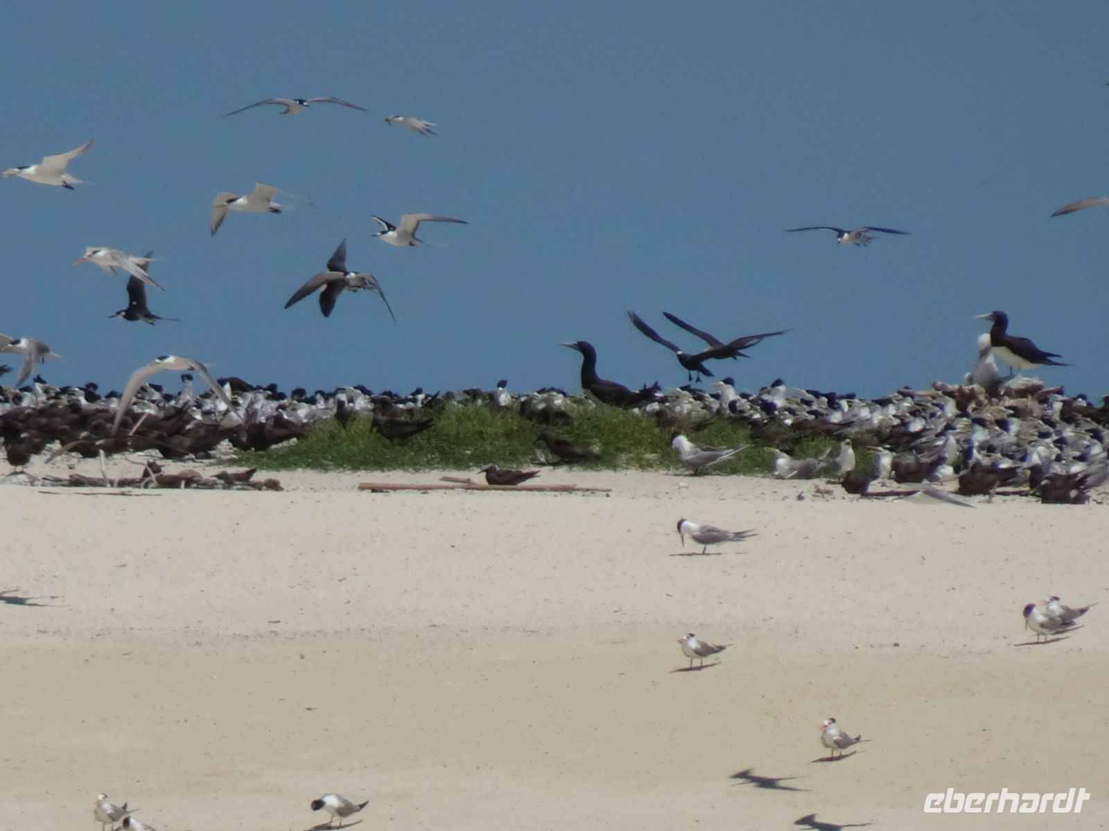 Australien - Great Barrier Reef  - Green Island