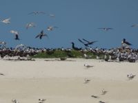 Australien - Great Barrier Reef  - Green Island