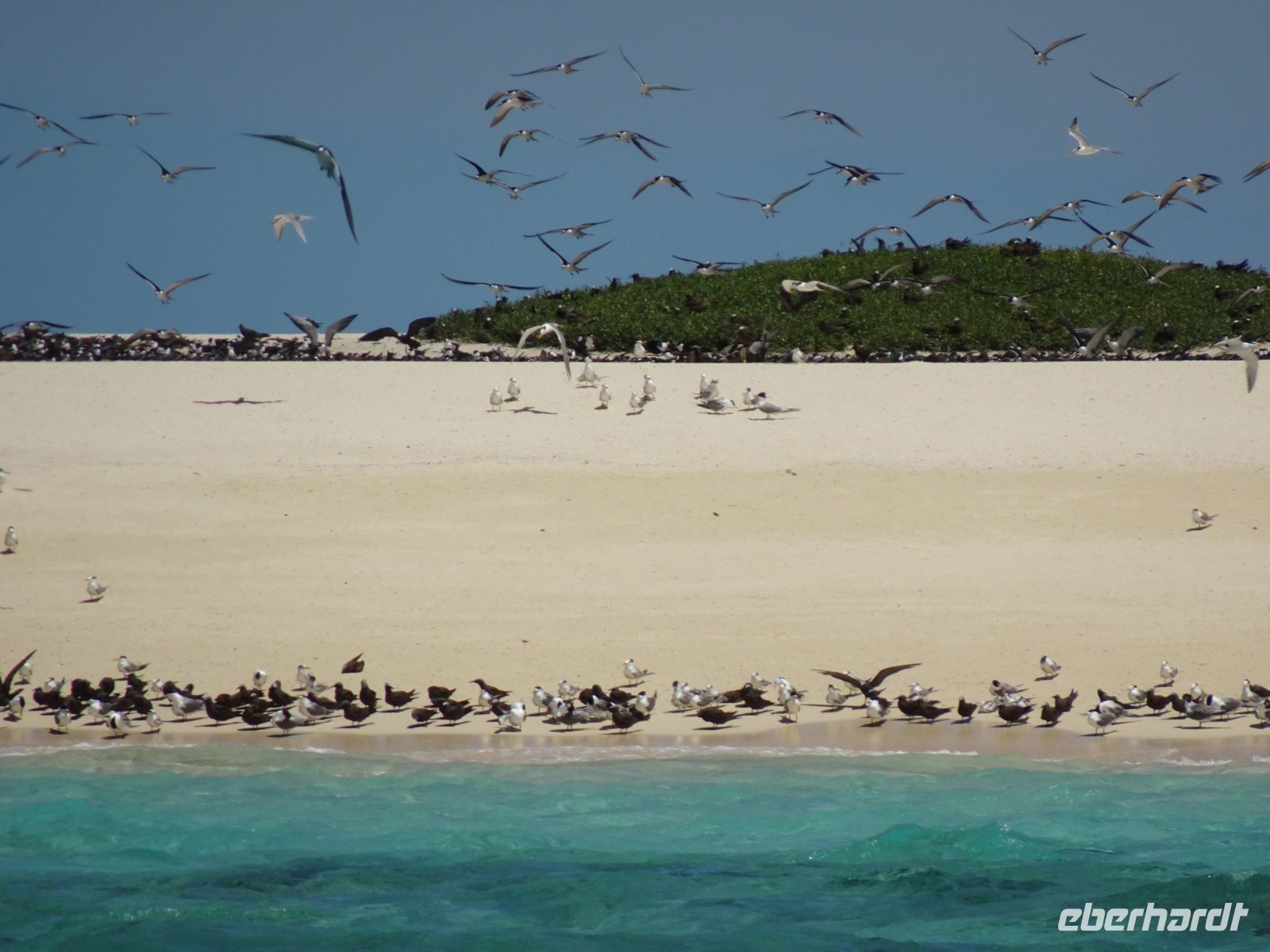 Australien - Great Barrier Reef  - Green Island