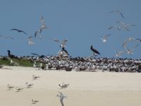 Australien - Great Barrier Reef  - Green Island