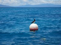 Australien - Great Barrier Reef  - Green Island