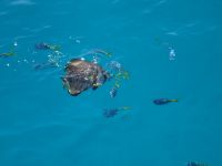 Australien - Great Barrier Reef  - Green Island