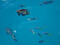 Australien - Great Barrier Reef  - Green Island