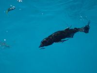 Australien - Great Barrier Reef  - Green Island