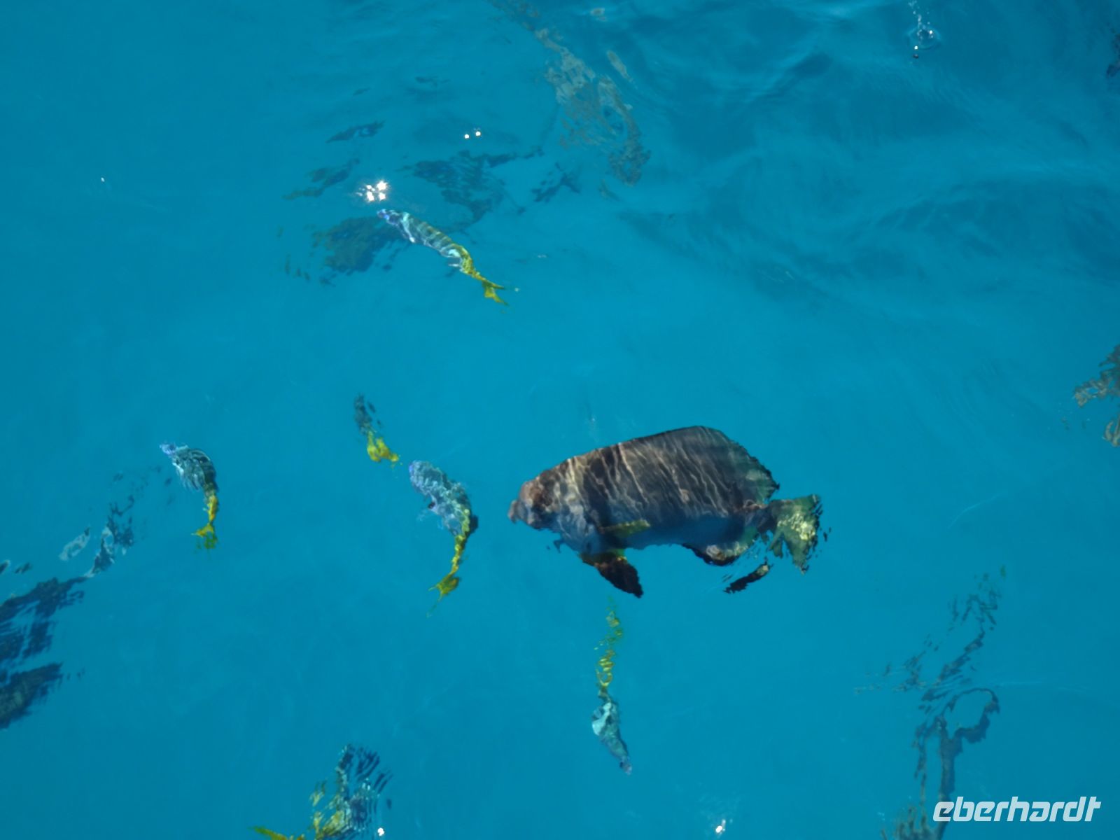 Australien - Great Barrier Reef  - Green Island