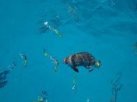 Australien - Great Barrier Reef  - Green Island
