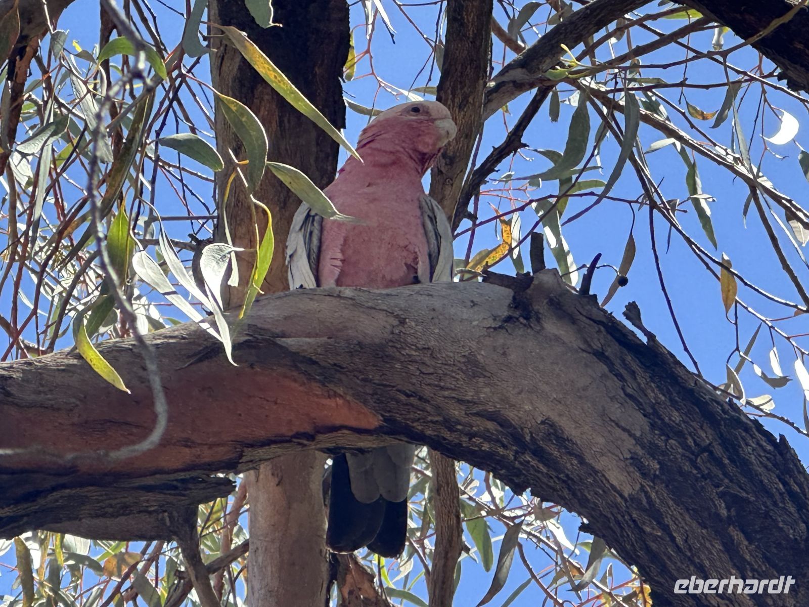 Australien - Outback - Yulara