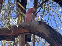 Australien - Outback - Yulara