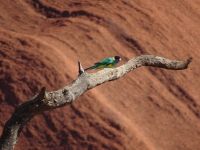 Australien - Uluru-Katatjuta-Nationalpark 