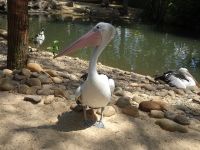 Australien - Sydney - Featherdale Wildlife Park 