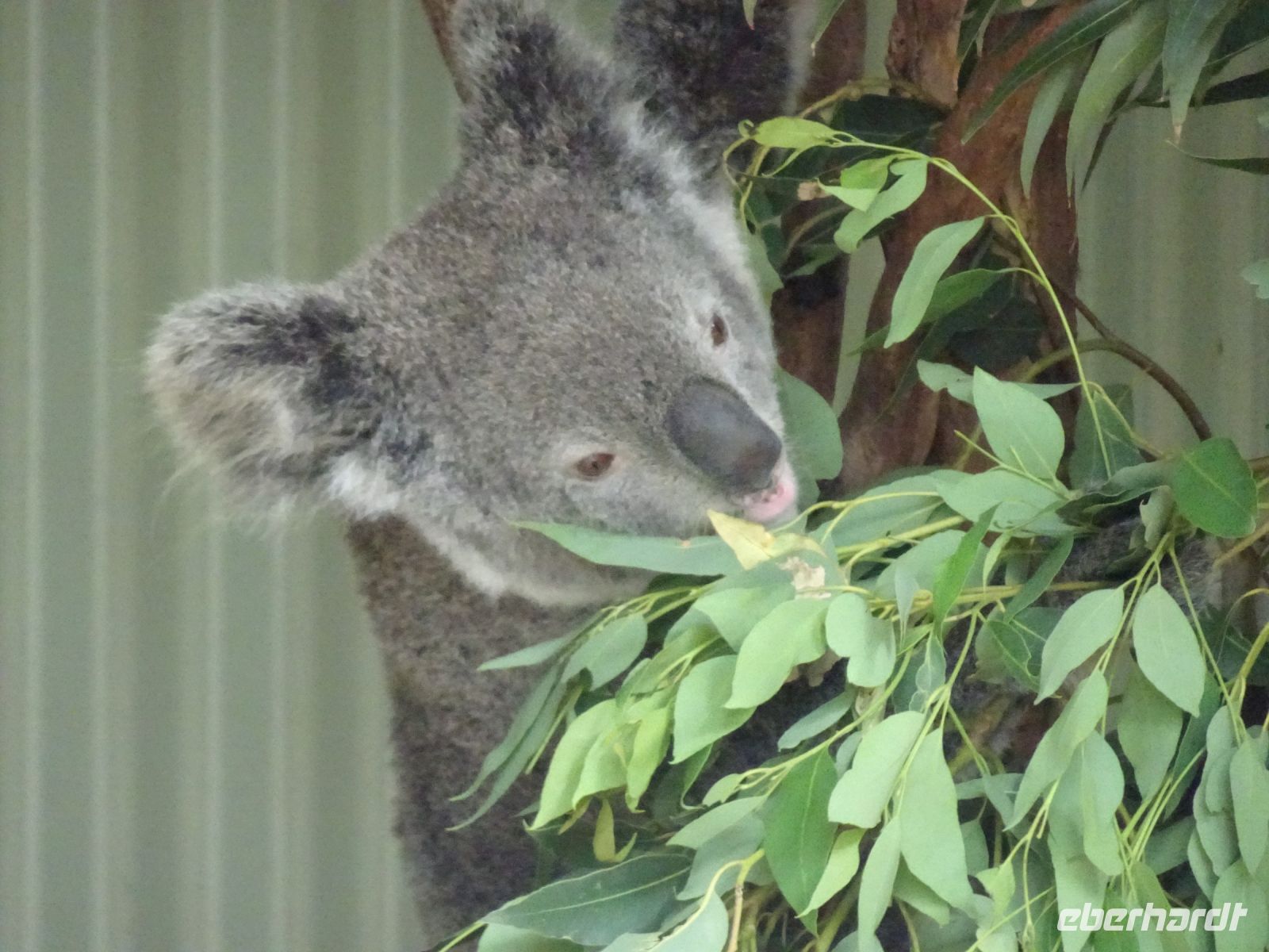 Australien - Sydney - Featherdale Wildlife Park 