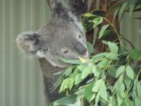 Australien - Sydney - Featherdale Wildlife Park 