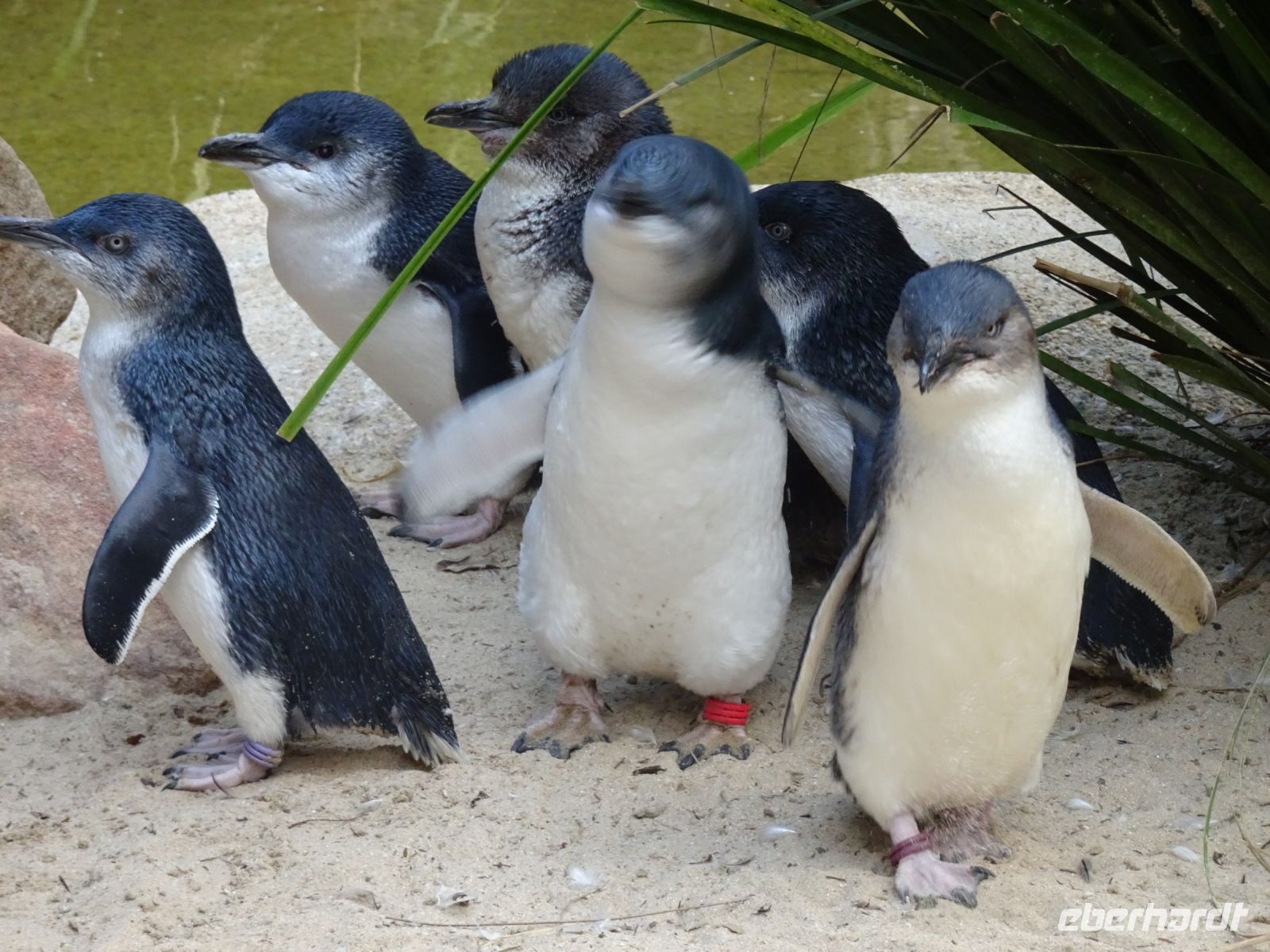 Australien - Sydney - Featherdale Wildlife Park 