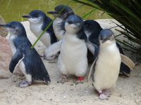 Australien - Sydney - Featherdale Wildlife Park 