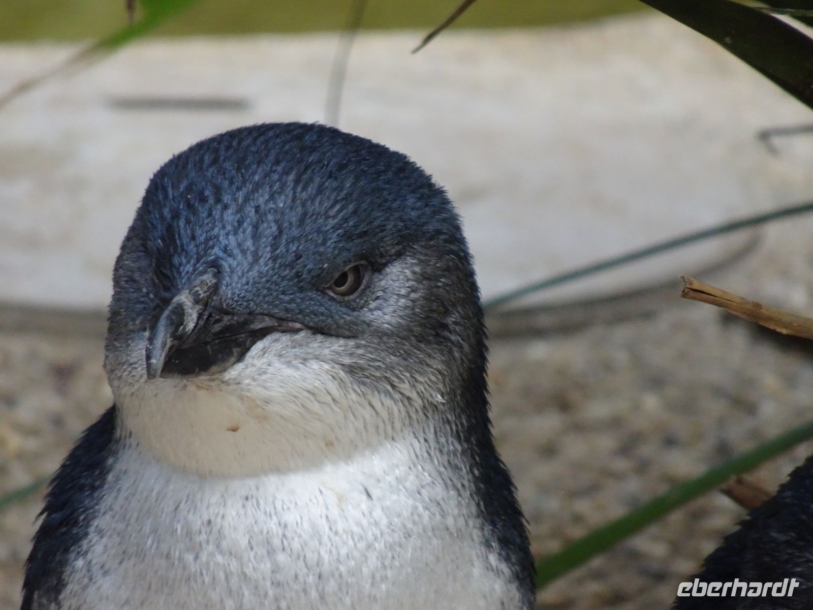 Australien - Sydney - Featherdale Wildlife Park 
