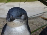 Australien - Sydney - Featherdale Wildlife Park 