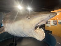 Australien - Sydney - Museum - Ausstellung Shark