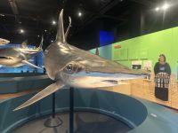 Australien - Sydney - Museum - Ausstellung Shark