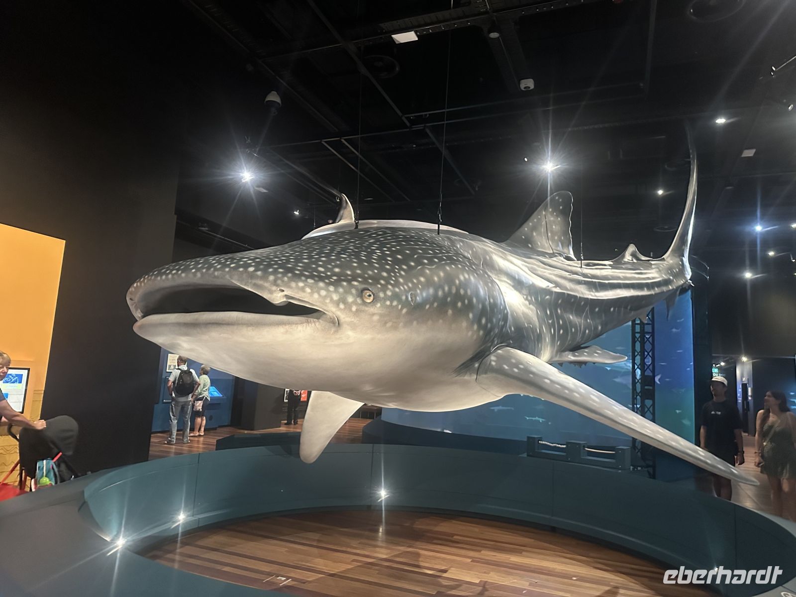 Australien - Sydney - Museum - Ausstellung Shark