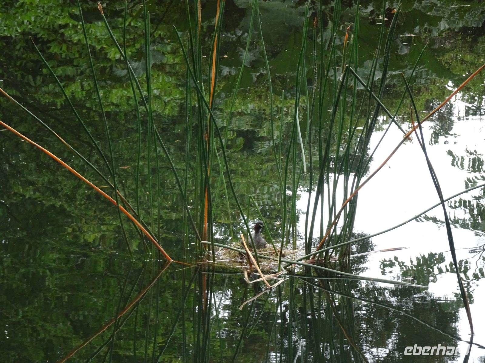 Tasmanien - Emu Valley Rhododendron Garden
