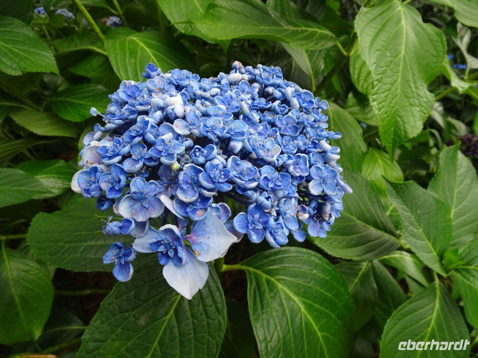 Tasmanien - Emu Valley Rhododendron Garden