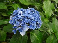 Tasmanien - Emu Valley Rhododendron Garden