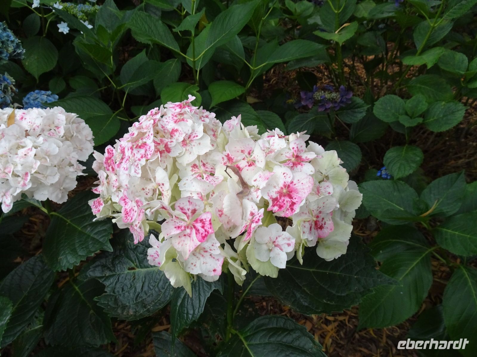 Tasmanien - Emu Valley Rhododendron Garden