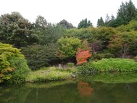 Tasmanien - Emu Valley Rhododendron Garden