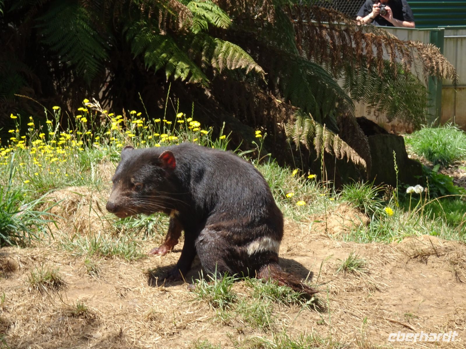 Tasmanien - Wings Farm Park