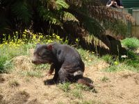 Tasmanien - Wings Farm Park