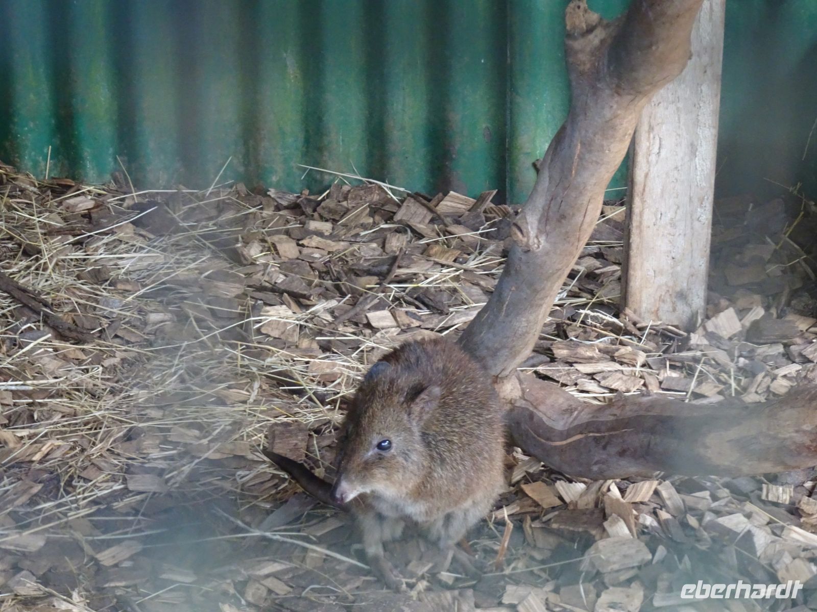 Tasmanien - Wings Farm Park