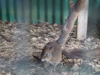 Tasmanien - Wings Farm Park