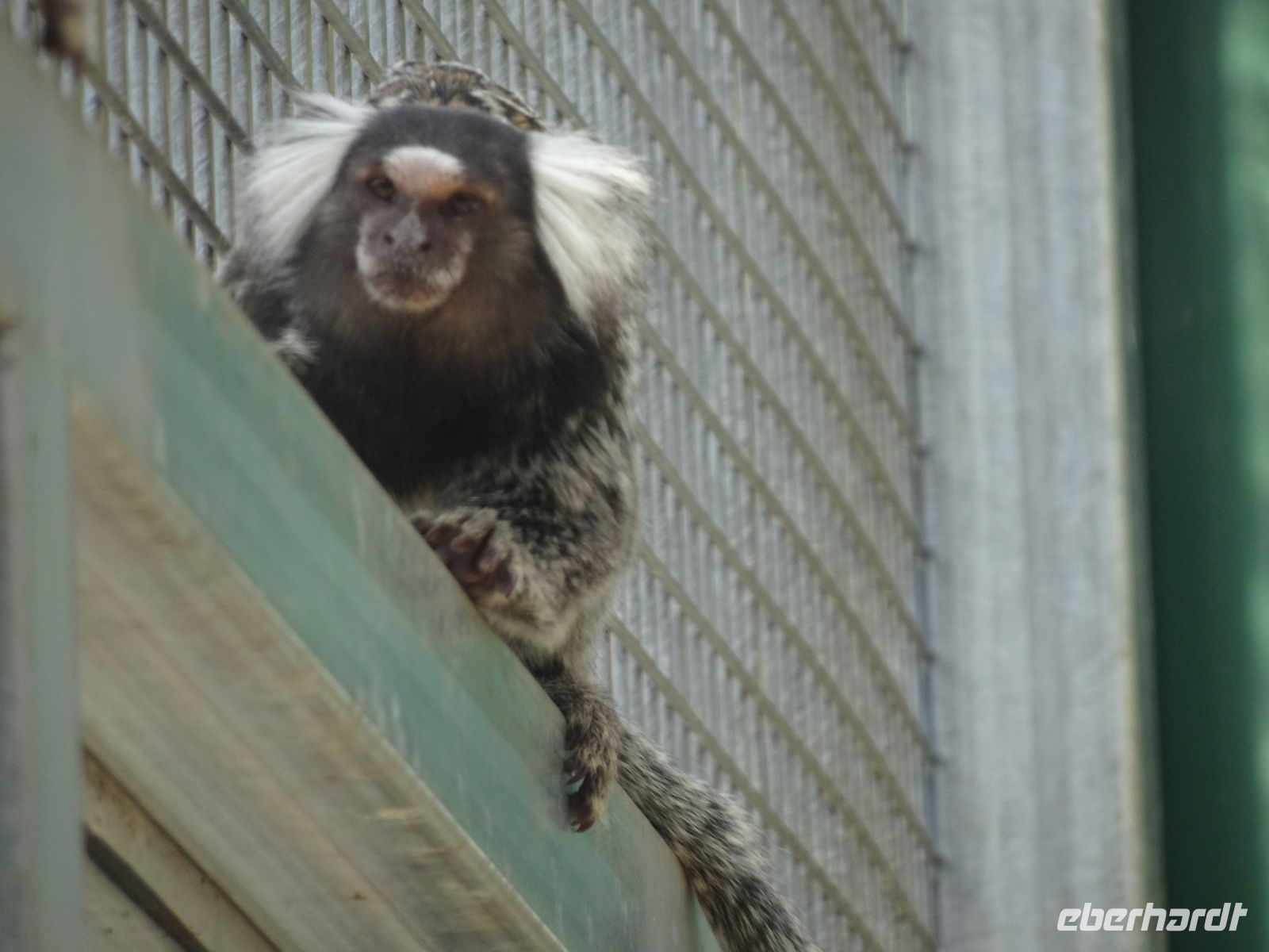 Tasmanien - Wings Farm Park