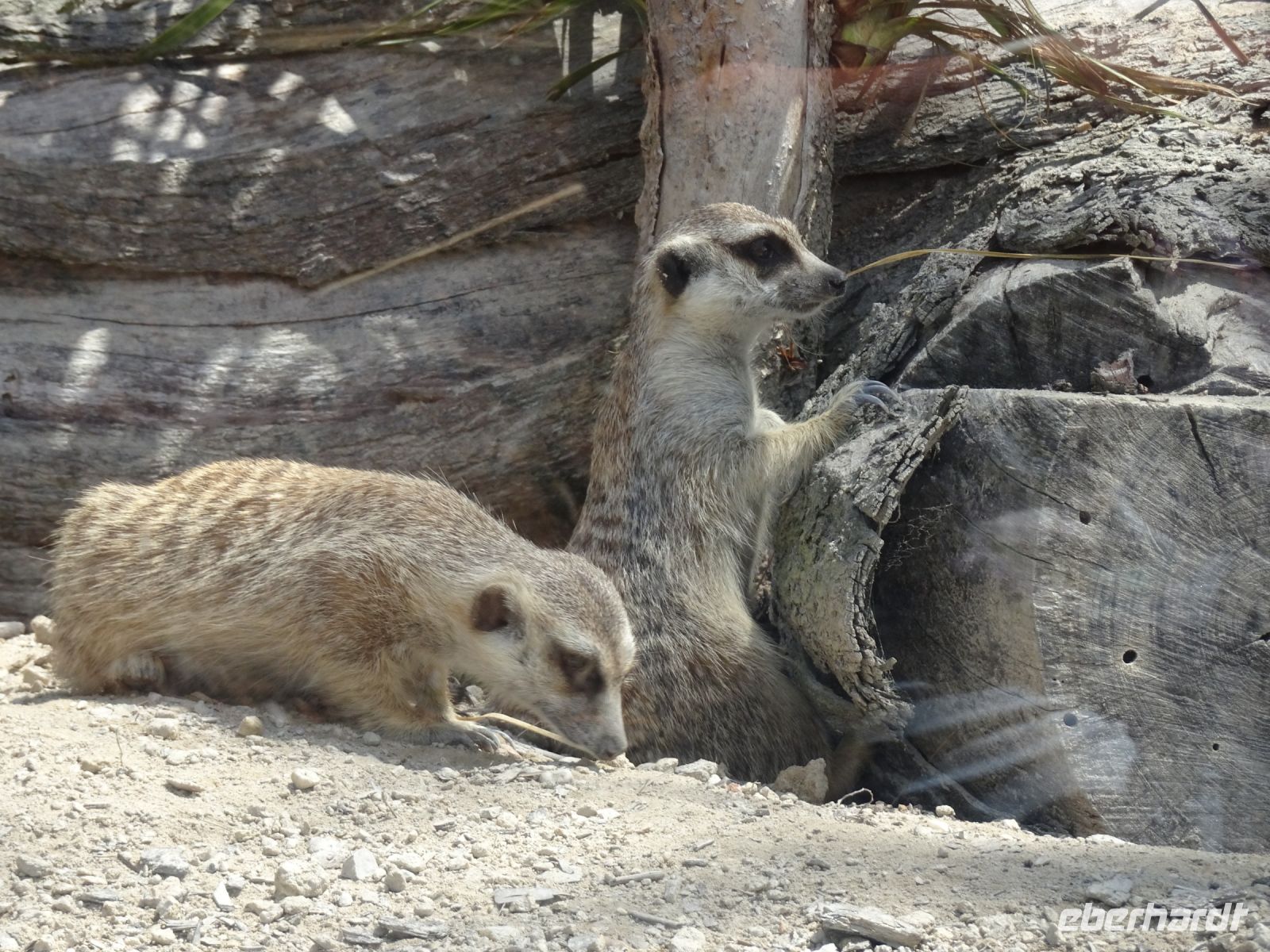 Tasmanien - Wings Farm Park