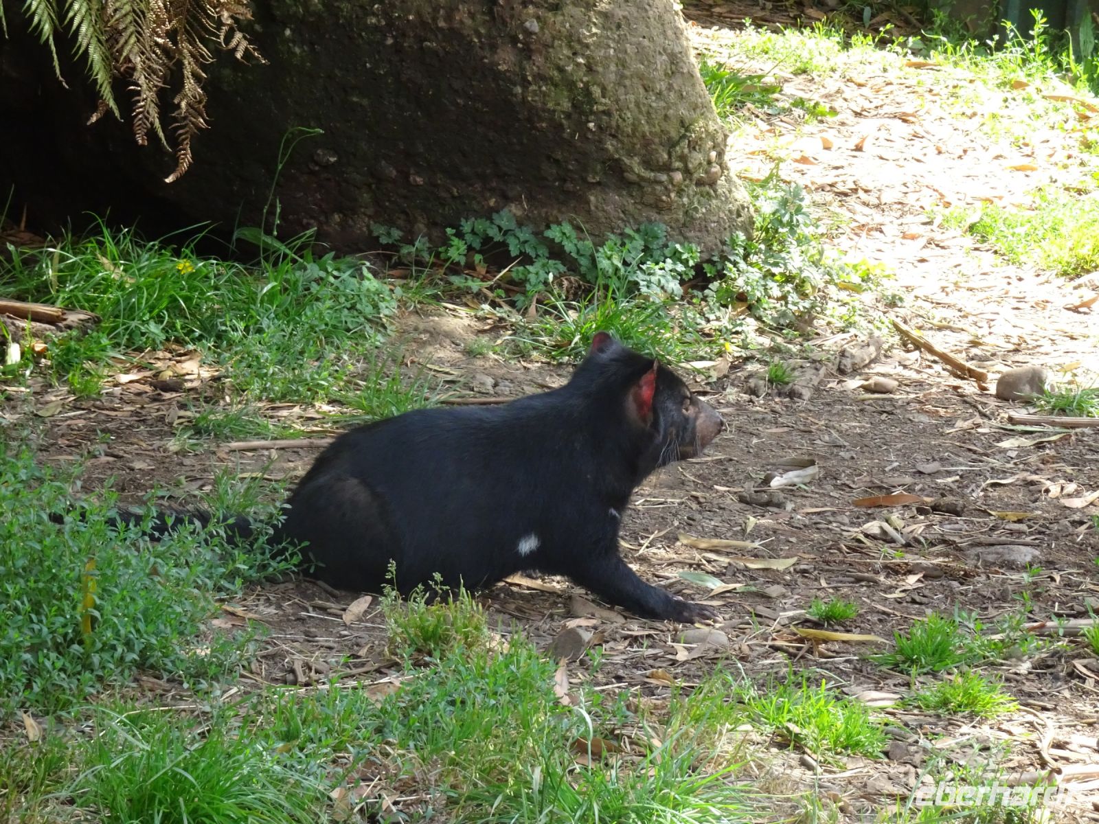 Tasmanien - Wings Farm Park