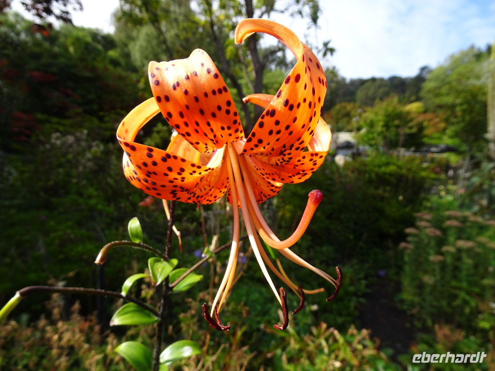 Neuseeland - Dunedin - Otago Halbinsel - Glenfalloch Woodland Gardens
