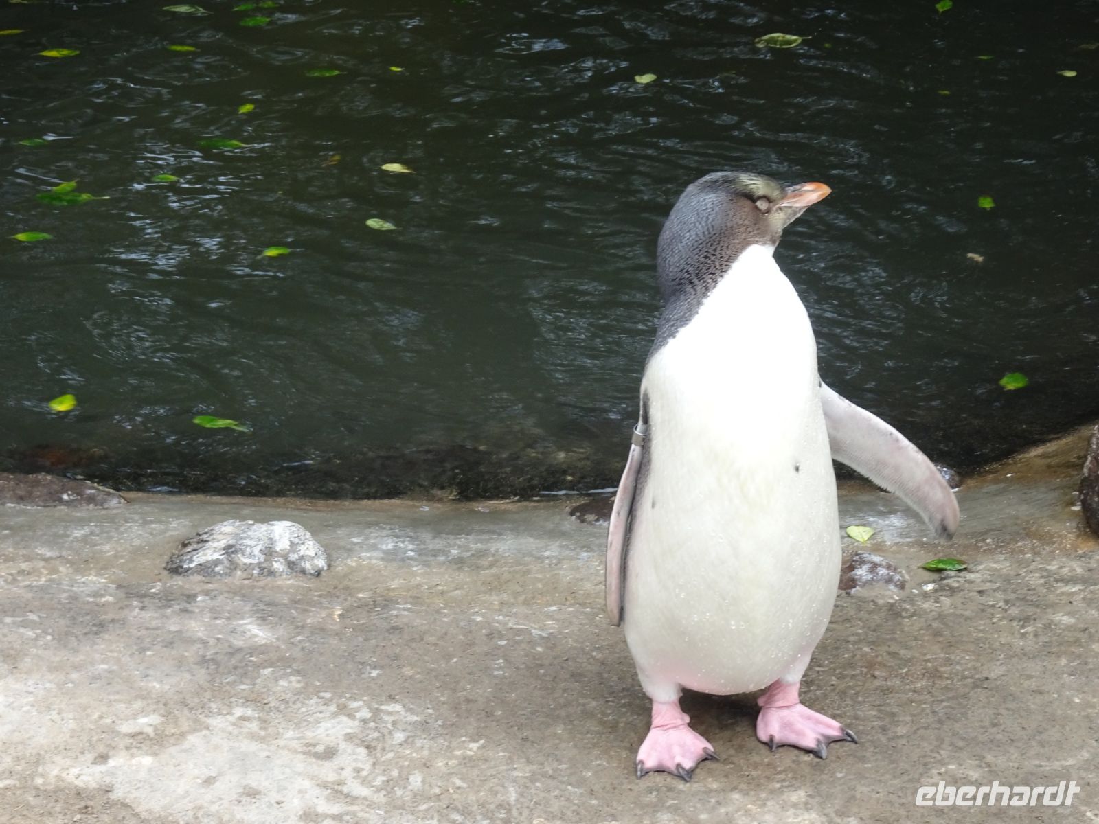 Neuseeland - Dunedin - Otago Halbinsel 