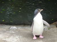 Neuseeland - Dunedin - Otago Halbinsel 