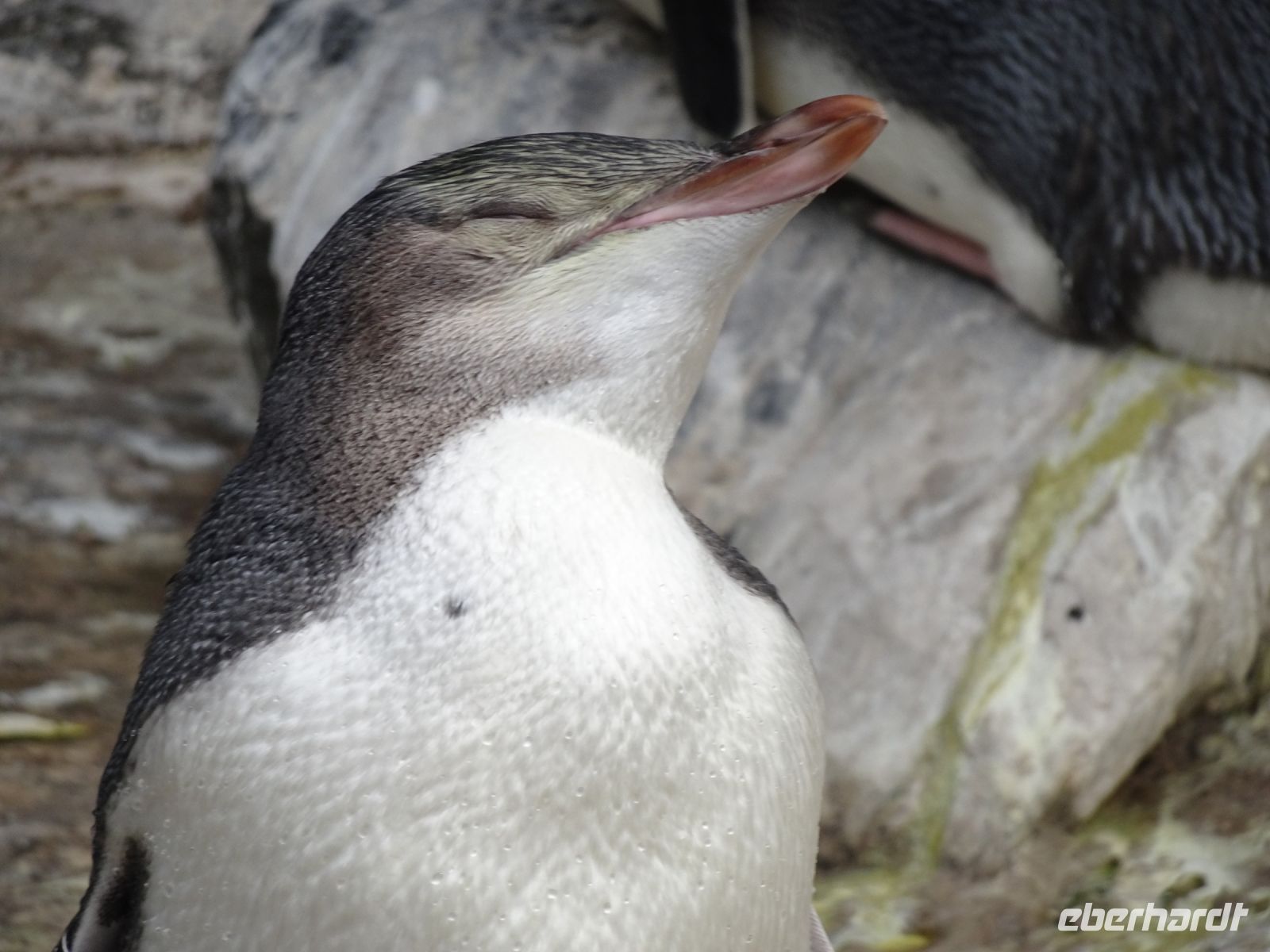 Neuseeland - Dunedin - Otago Halbinsel 